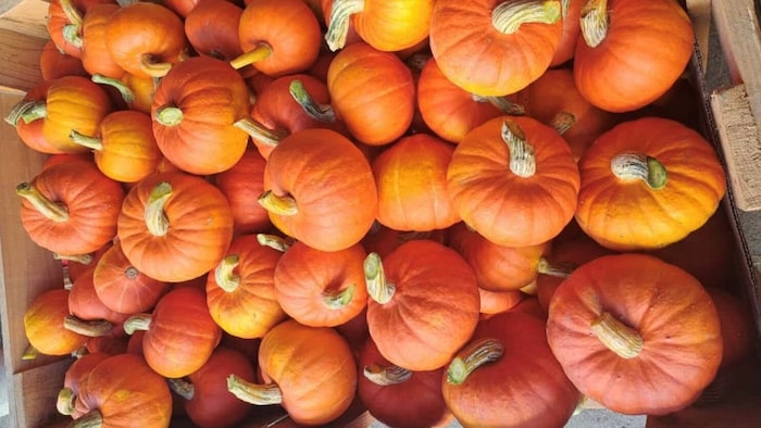 An den leuchtenden Farben am Kürbishof Metz konnten wir uns kaum sattsehen.