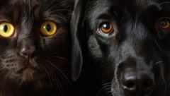 Dem Tier in die Augen schauen, während man es ins Heim zurückbringt – meist eine sehr belastende ...