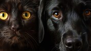 Dem Tier in die Augen schauen, während man es ins Heim zurückbringt – meist eine sehr belastende ...