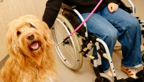 Therapiehund „Hermes“ arbeitet mit Patienten im Krankenhaus der Elisabethinen in Graz.