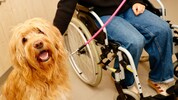 Therapiehund „Hermes“ arbeitet mit Patienten im Krankenhaus der Elisabethinen in Graz.