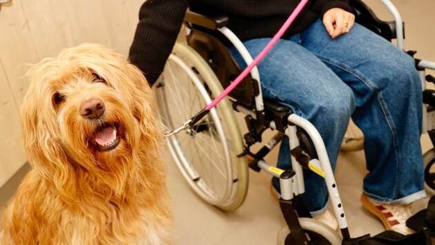 Therapiehund „Hermes“ arbeitet mit Patienten im Krankenhaus der Elisabethinen in Graz.