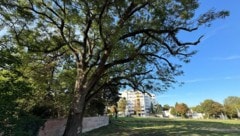 Diese Esche aus den 1770ern in Atzgersdorf soll einem Bauprojekt weichen.