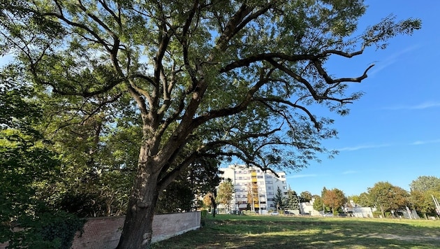 Diese Esche aus den 1770ern in Atzgersdorf soll einem Bauprojekt weichen.