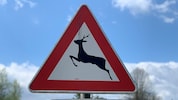 „Vor allem im Bereich von Wildwechsel-Warnschildern sollten Lenker unbedingt vorausschauend, ...