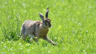 Die Hasenpest ist im Osten Österreichs seit Langem ein Problem, in Vorarlberg sind Fälle eher ...