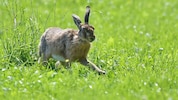 Die Hasenpest ist im Osten Österreichs seit Langem ein Problem, in Vorarlberg sind Fälle eher ...