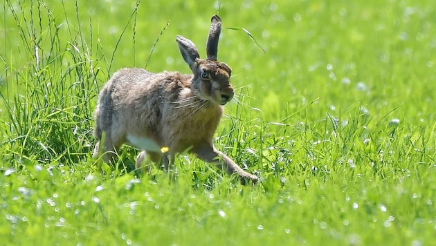 Die Hasenpest ist im Osten Österreichs seit Langem ein Problem, in Vorarlberg sind Fälle eher ...