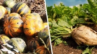 Während sich die heimischen Kürbisbauern freuen, kämpfen Rübenbauern an mehreren Fronten.