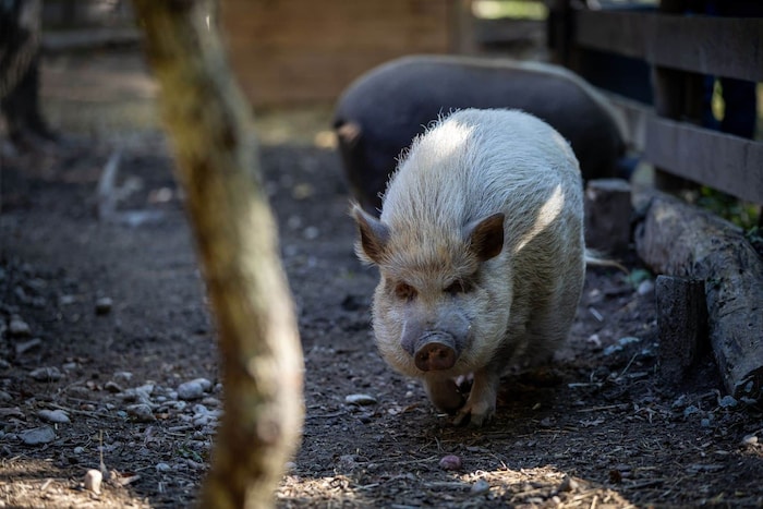 Die unterschiedlichsten Tiere werden am Assisi-Hof in Stockerau versorgt – entweder, bis sie ein ...