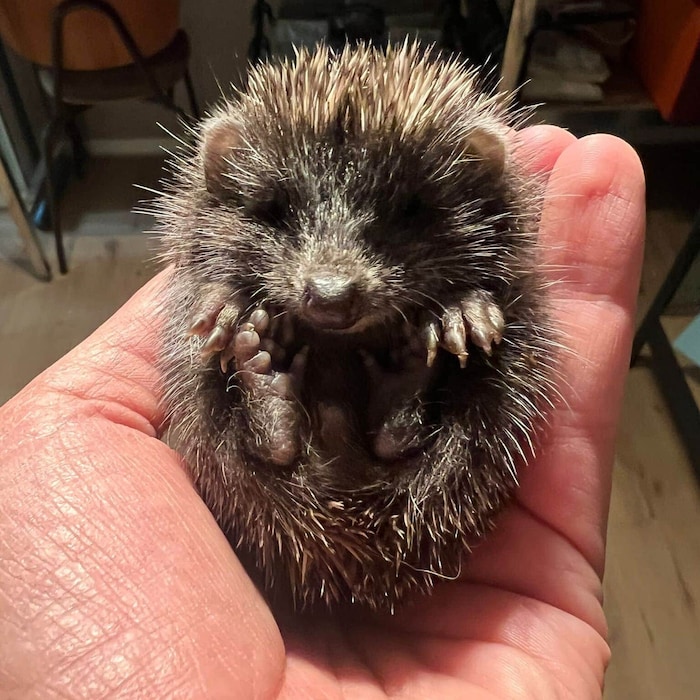 Die unterschiedlichsten Tiere werden am Assisi-Hof in Stockerau versorgt – entweder, bis sie ein ...