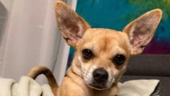 Chihuahua „Dito“ wurde von seinem Frauerl vor dem Zerfleischen gerettet.