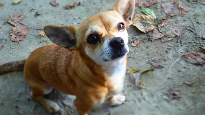 Der kleine Chihuahua zitterte nach dem Vorfall mit dem Pitbull, bei dem sein Frauchen verletzt ...