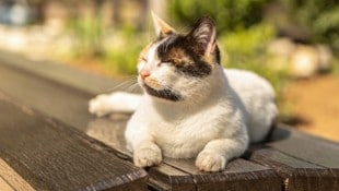 Einige Sonnenstunden kommen auch in den kommenden Tagen zusammen (Symbolbild).