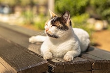 Einige Sonnenstunden kommen auch in den kommenden Tagen zusammen (Symbolbild).