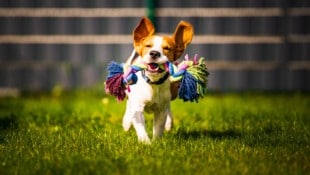 Ist das Spielzeug fern, sind jedem dritten Hund sogar Besitzer und Futter gleichgültig.