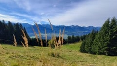 Deregulierung auf Kosten des Naturschutzes?