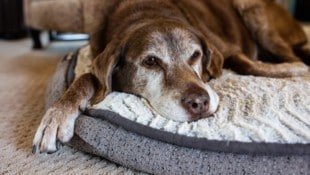 Ein Hundeleben neigt sich dem Ende zu. Wie man auf die dann entstehenden Bedürfnisse eingehen ...