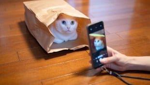 Katzenbesitzer wissen: Die Fellnase liebt ein gemütliches Versteck. So einen Schnappschuss kann ...