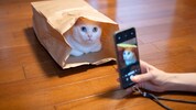 Katzenbesitzer wissen: Die Fellnase liebt ein gemütliches Versteck. So einen Schnappschuss kann ...
