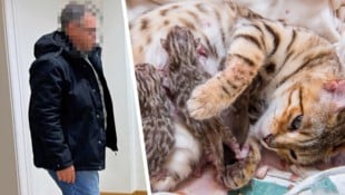 48-jähriger Wiener tötete Kätzchen und setzte Mutter aus.