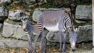Mama „Fiamma“ beschützt ihre Grevy-Zebra-Tochter „Nya“.