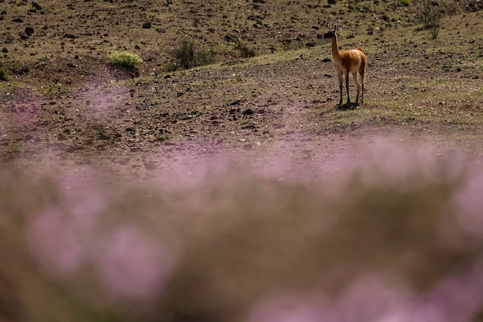 Auch Guanakos lassen sich die farbenprächtige Wüste nicht entgehen.
