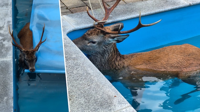 Der Hirsch im Pool – völlig erschöpft!