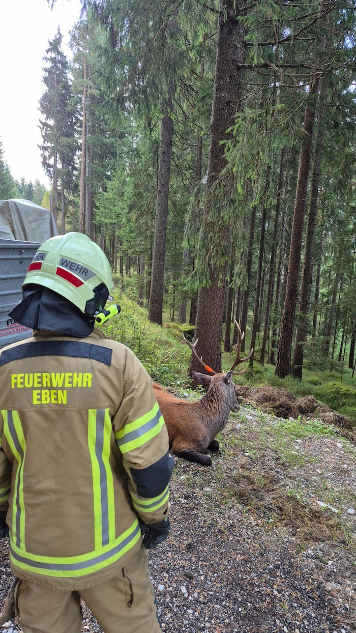 Das Tier wurde im Wald wieder in die Freiheit entlassen.
