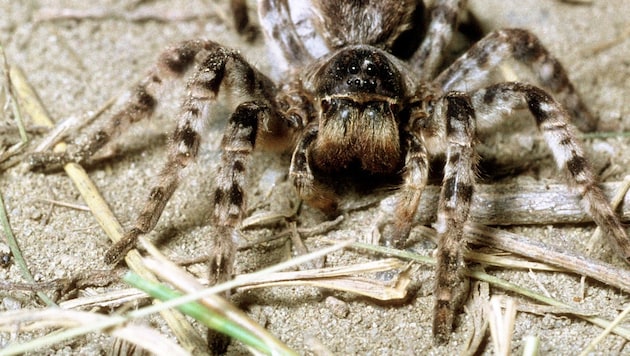 Spinnenangst zählt weltweit zu den häufigsten Phobien (Symbolbild).