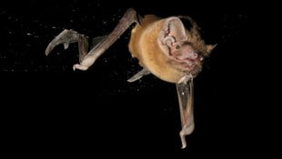 Der Riesenabendsegler (Bild) ist die größte in Europa vorkommende Fledermausart.