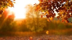 Nicht jeder kann die goldene Jahreszeit genießen. 200.000 Österreicher leiden an einer ...