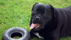 Die meisten sind liebevolle Riesen – das Tier in Wels jedoch ganz und gar nicht. (Symbolbild)