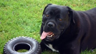 Die meisten sind liebevolle Riesen – das Tier in Wels jedoch ganz und gar nicht. (Symbolbild)