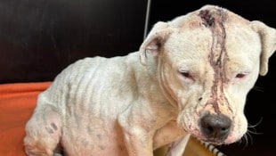 „Aurora“, was hat man dir nur angetan?