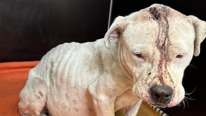 So kam der schwer misshandelte Vierbeiner ins Tierheim: klaffende Kopfwunde, zwei Projektile im ...