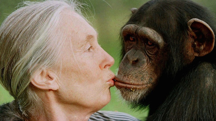 Das Jane Goodall Institut wurde 1977 von der berühmten Primatenforscherin Jane Goodall gegründet ...