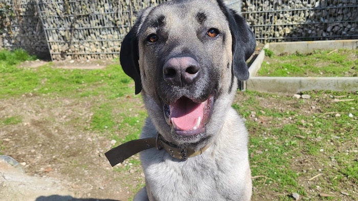 Madox wartet im Tiko in Klagenfurt auf eine Familie.