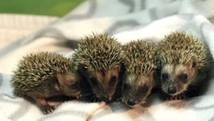 Gut gefüttert und sicher versteckt – so kommen kleine Stachler sicher über den Winter und ...