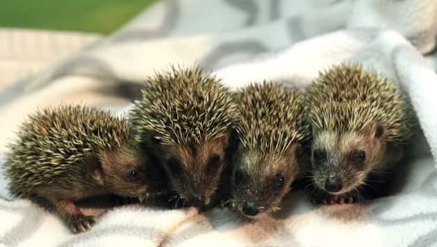 Gut gefüttert und sicher versteckt – so kommen kleine Stachler sicher über den Winter und ...