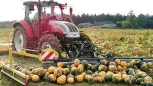 Die Kürbisernte in Oberösterreich ist angelaufen.