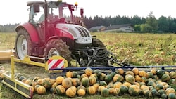Die Kürbisernte in Oberösterreich ist angelaufen.