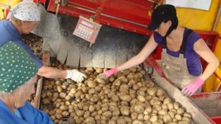 Preissorgen bei den Erdäpfelbauern: Im Waldviertel helfen Oma Agnes, Mama Gertrude und Gattin ...