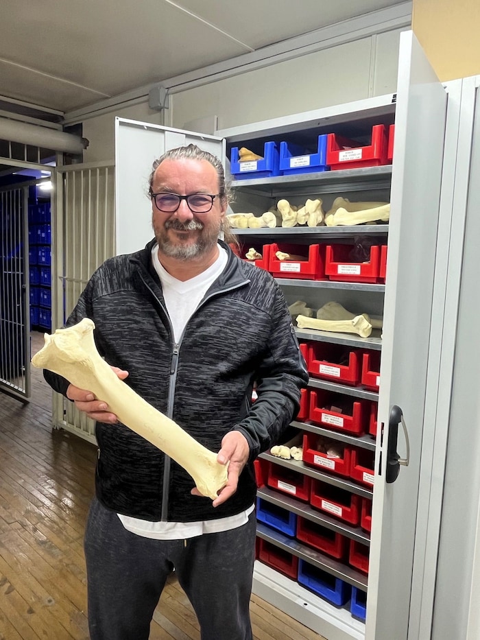 Archäozoologe Afred Galik hat einen Knochenjob. Dieses Gebein stammt von einem Kamel.