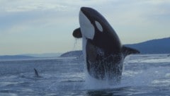 Es ist nicht das erste Mal, dass Orcas ein Boot beschädigt haben.