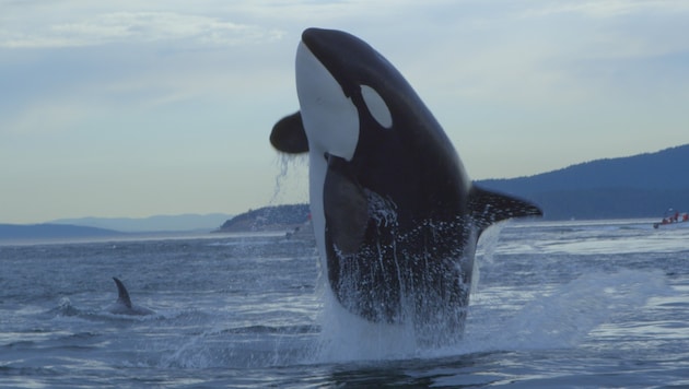 Es ist nicht das erste Mal, dass Orcas ein Boot beschädigt haben.