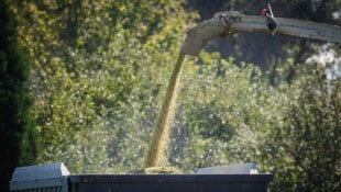 In dem Silo soll frisch gehäckselter Mais eingelagert gewesen sein.