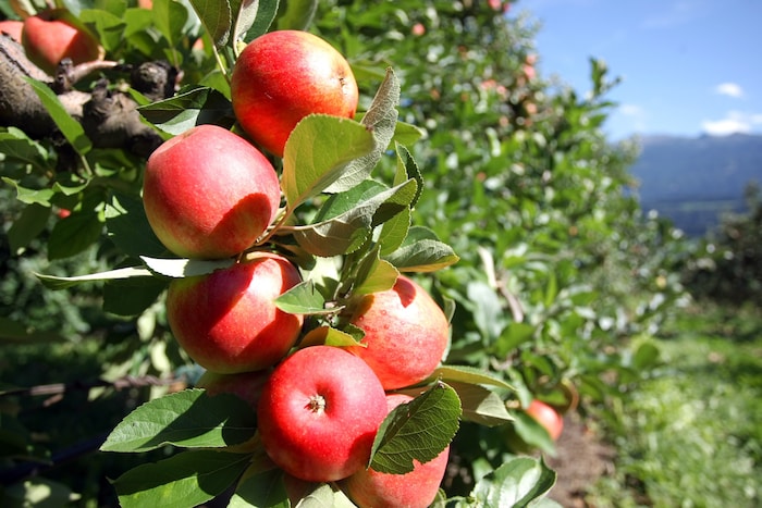 Im Obstbau stellt der Apfel die Hauptkultur dar.