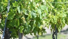 Die Weinernte fällt heuer gut aus.