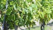 Die Weinernte fällt heuer gut aus.